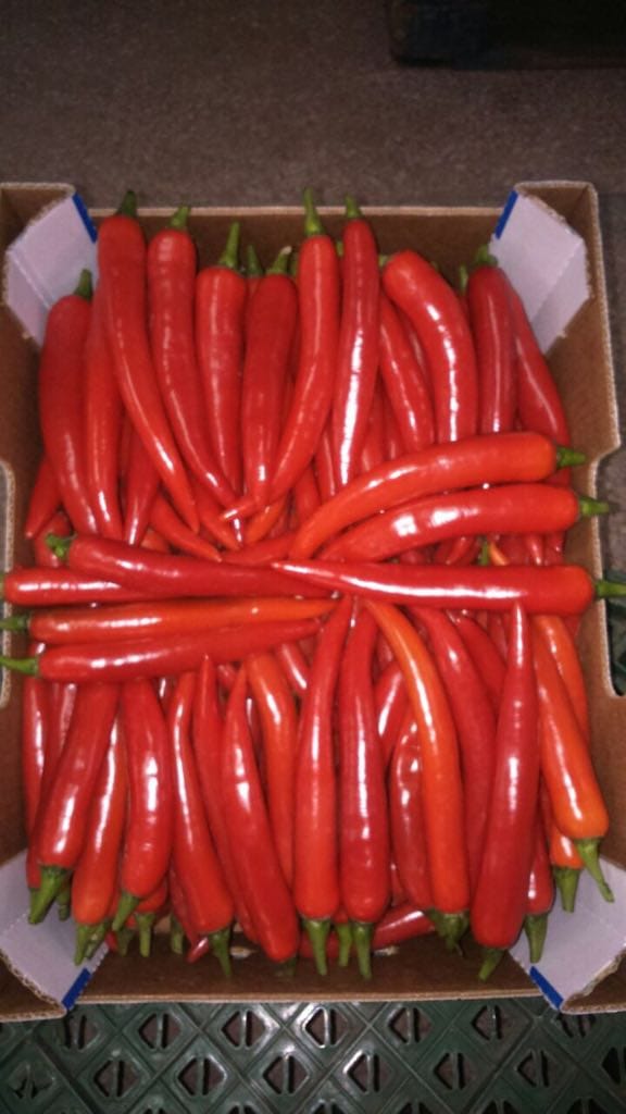 About whatsapp image 2025 07 19 à 18.42.14 1db43721