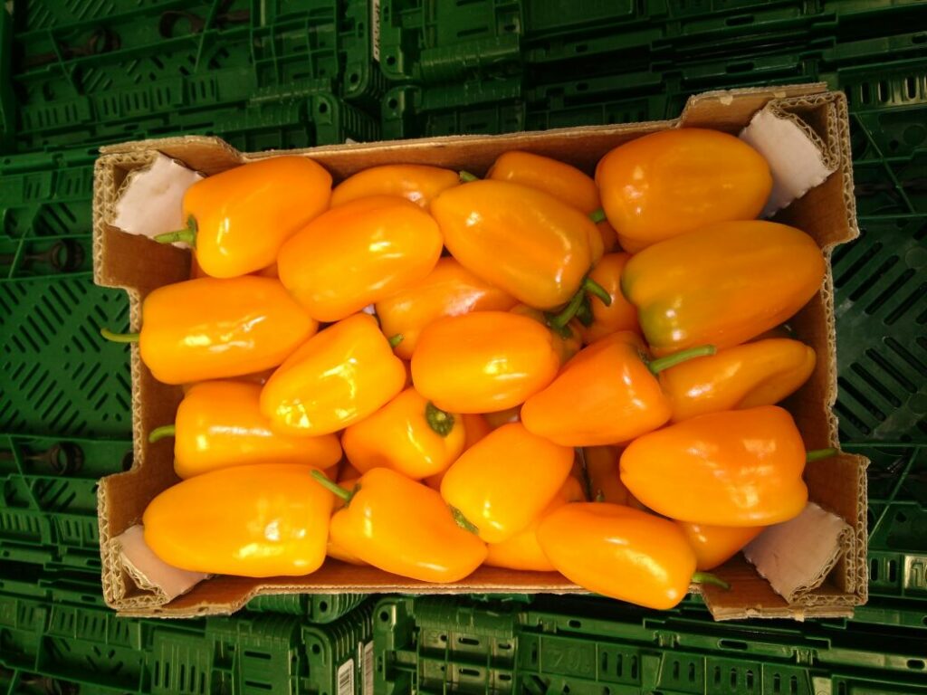 About whatsapp image 2025 07 19 à 18.42.17 8ce462a8