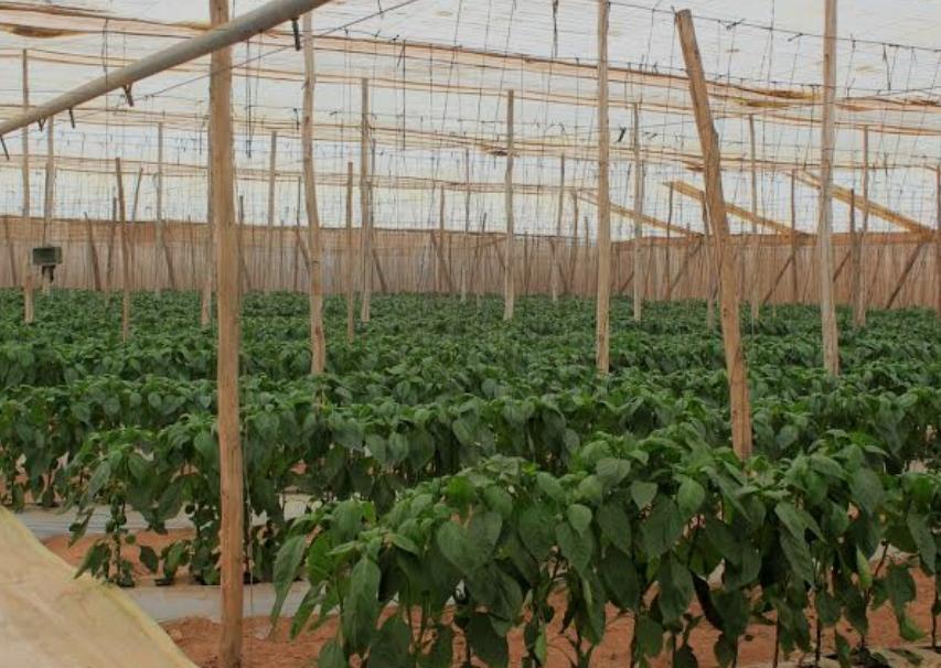 About whatsapp image 2025 07 21 à 14.50.40 7f7aa7fb